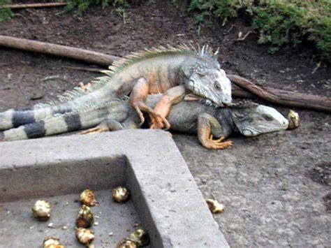 iguana poze nud|IGUANA NUDE SCENES .